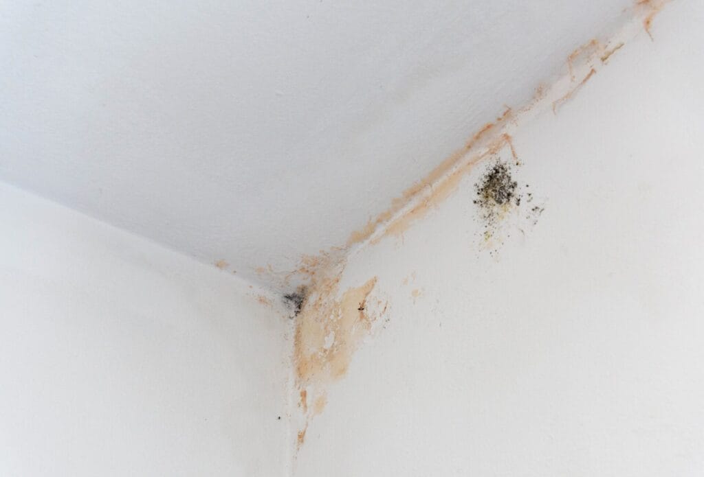 black-mold-stains-in-corner-of-room-mildew