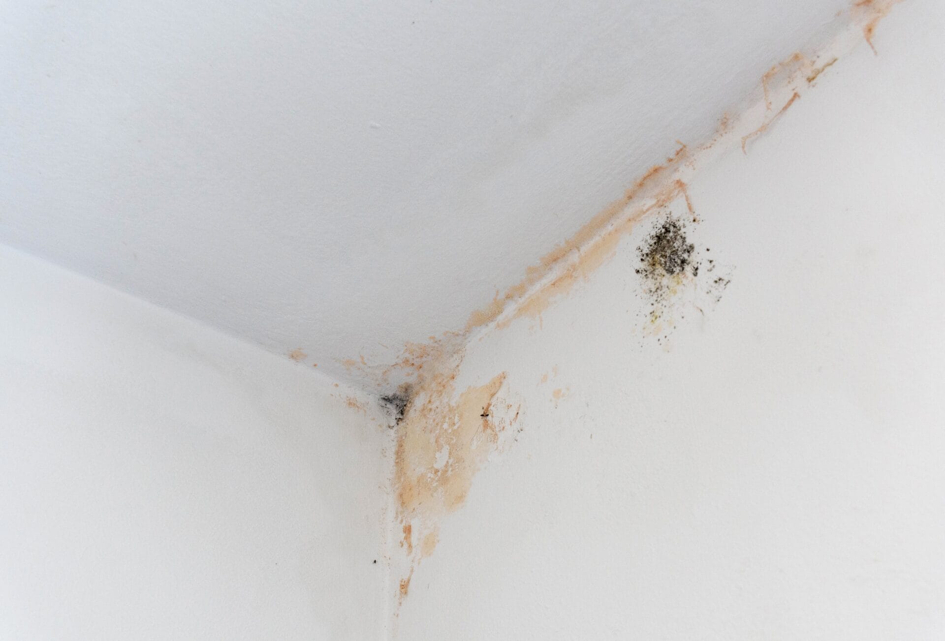 black-mold-stains-in-corner-of-room-mildew