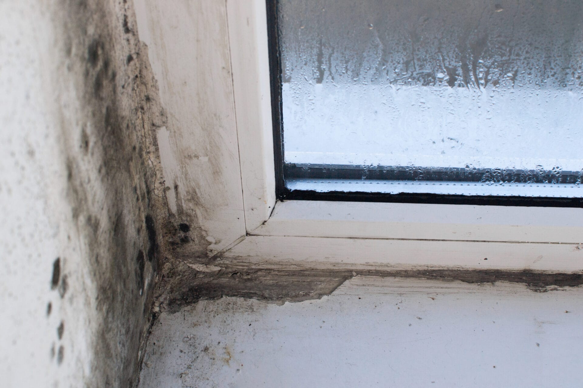 Mold on plastic windows. due to the high humidity of the window sill, the window slopes are destroyed.